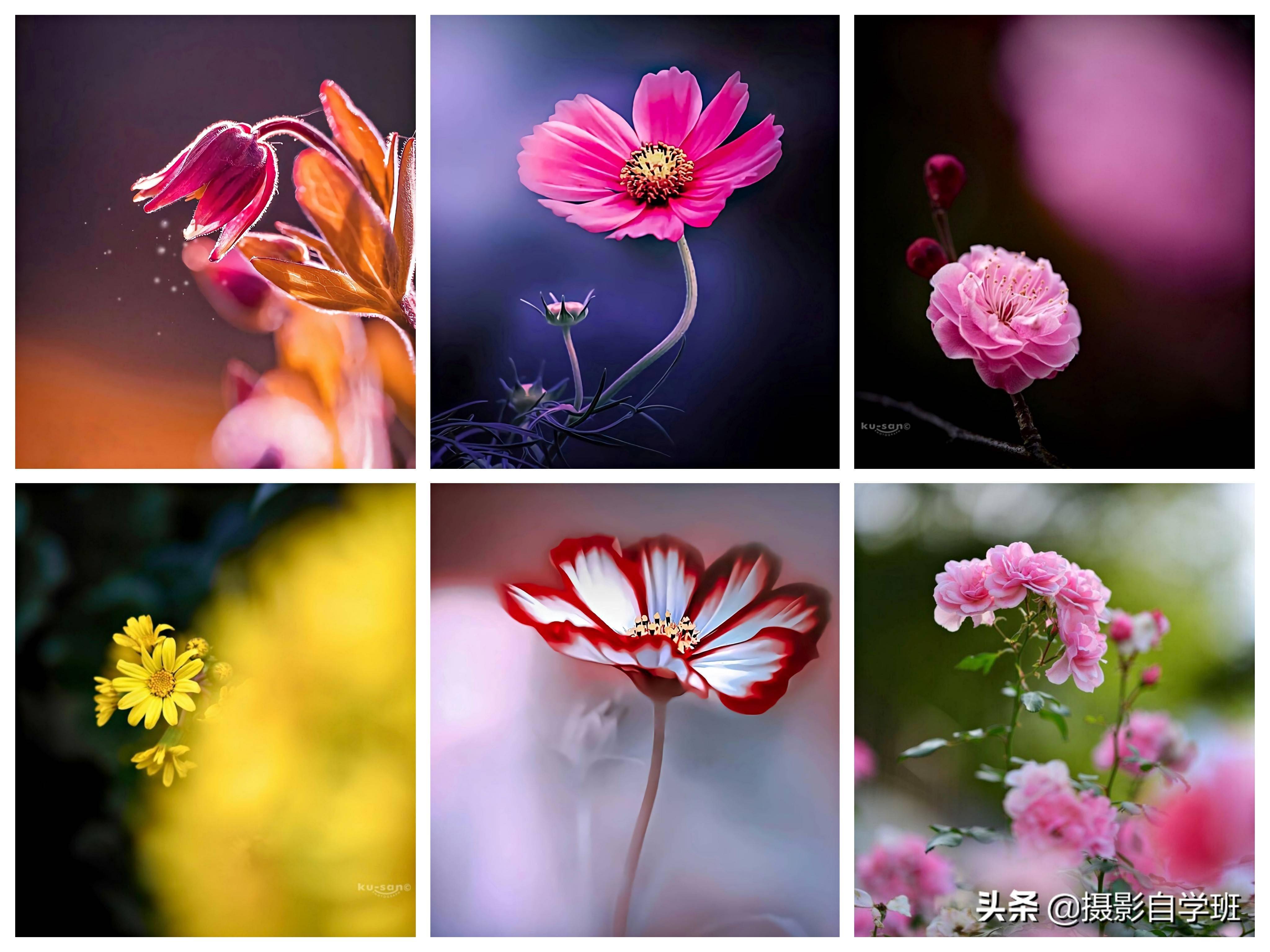 5个摄影技巧,你春天拍花朵照片用得上,直接模仿就学