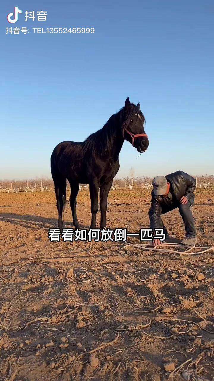放倒一匹马的全过程农村生活 盎格鲁 阿拉伯马 驯马_生活_农村_全过程