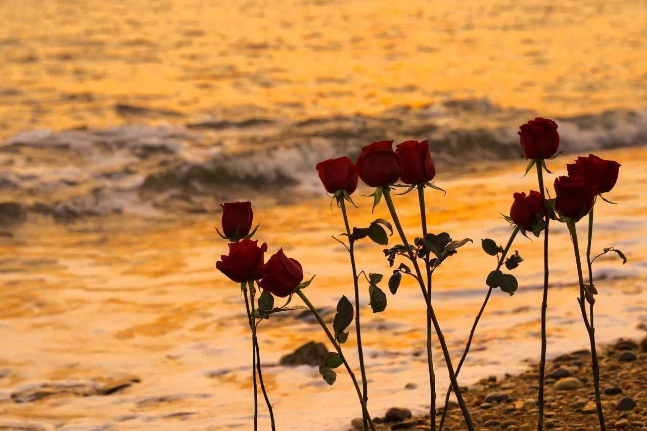 西昌邛海边的玫瑰花图片
