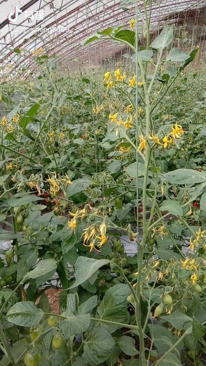 圣女果精品碧娇大棚蔬菜