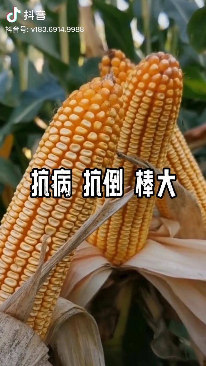 成玉788图片