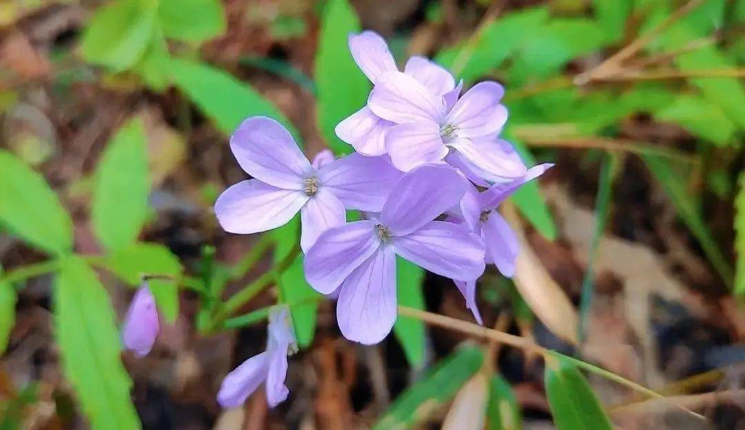 芳菲尽|隔屏有花香！快收藏这些美景，一起“云赏春”~