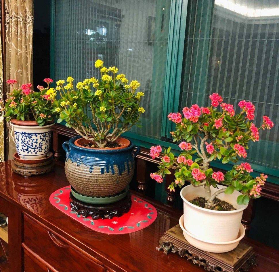 长寿花开完3步神操作变成造型完美的老桩开花如小花树