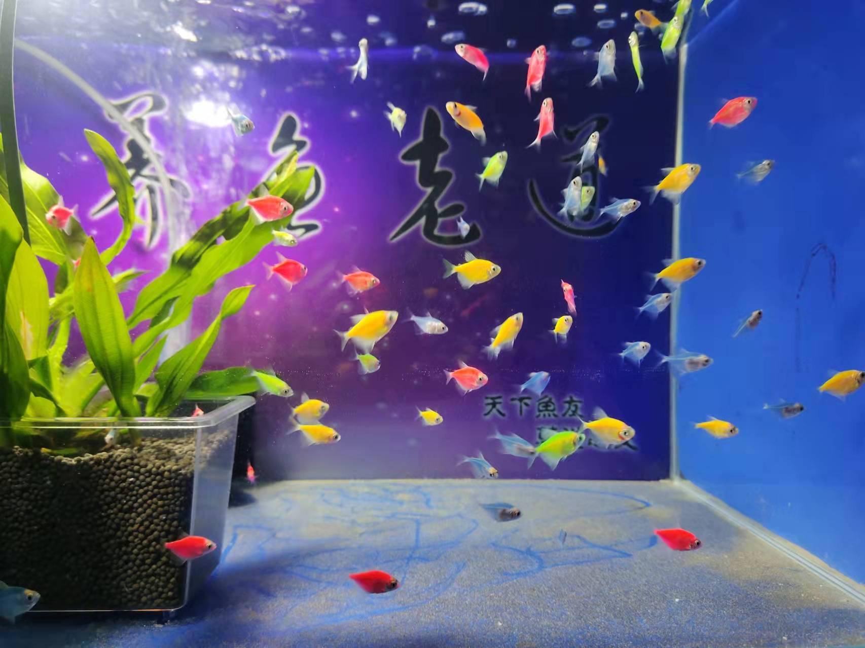 怎么看鱼缸过滤系统负担不了水质哪怕只有水妖精也能看出来端倪