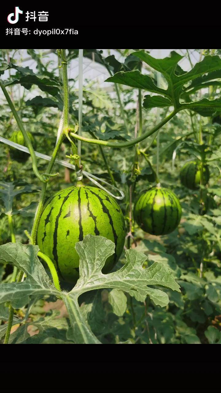 農業種植西瓜新鮮水果口感特別好西瓜