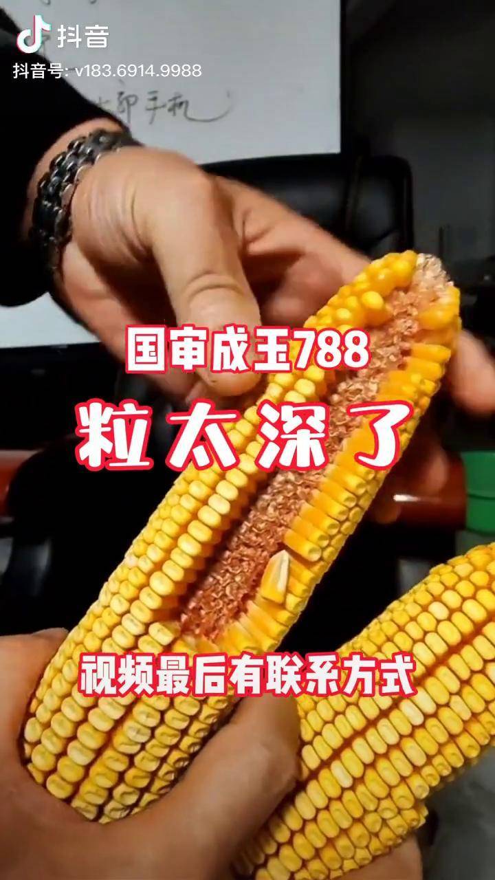 绿丰6772玉米种子简介图片