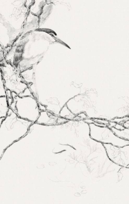 图文教程工笔画夜鹭池塘幽境67绘画步骤示范