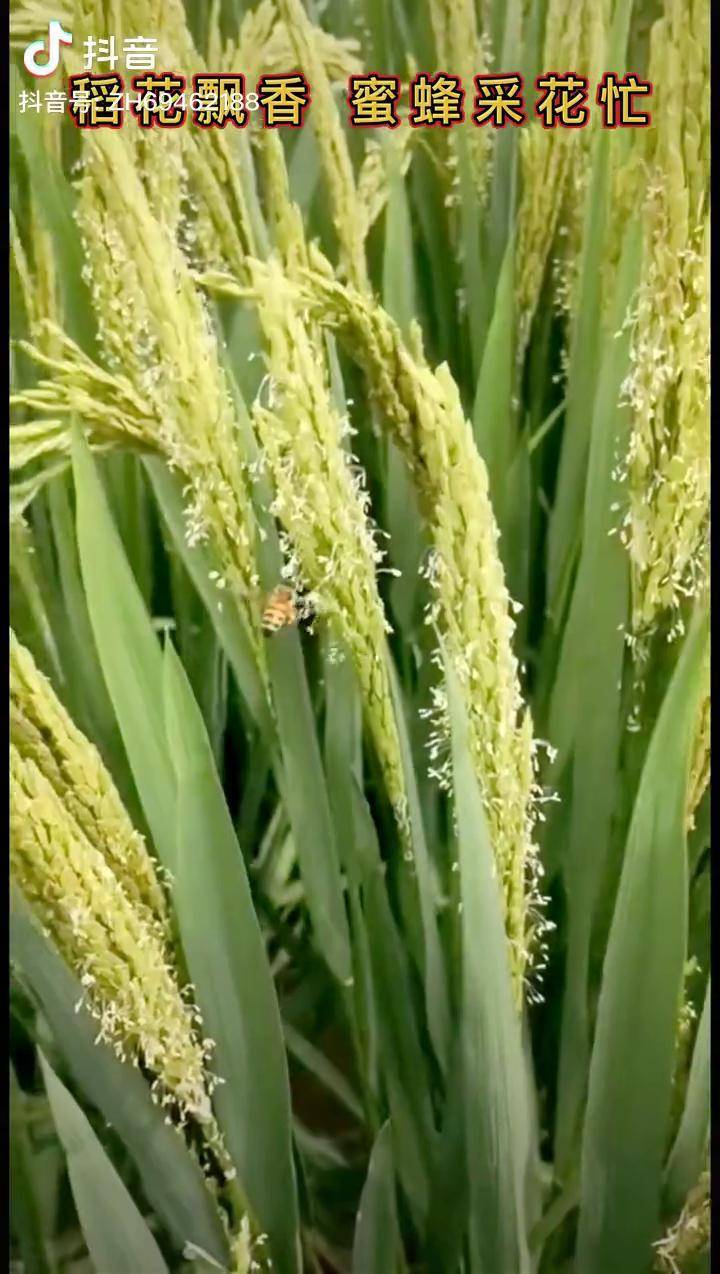 水稻開的花有沒有近距離觀察過水稻水稻開花