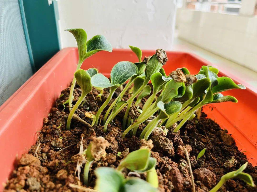 撒一粒种子探一丝新绿记星源小学小种植02大发现劳动实践活动第一期