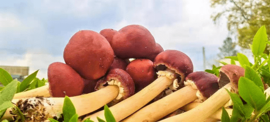 红伞伞白杆杆的红松茸上市了快把这份鲜美带回家吧