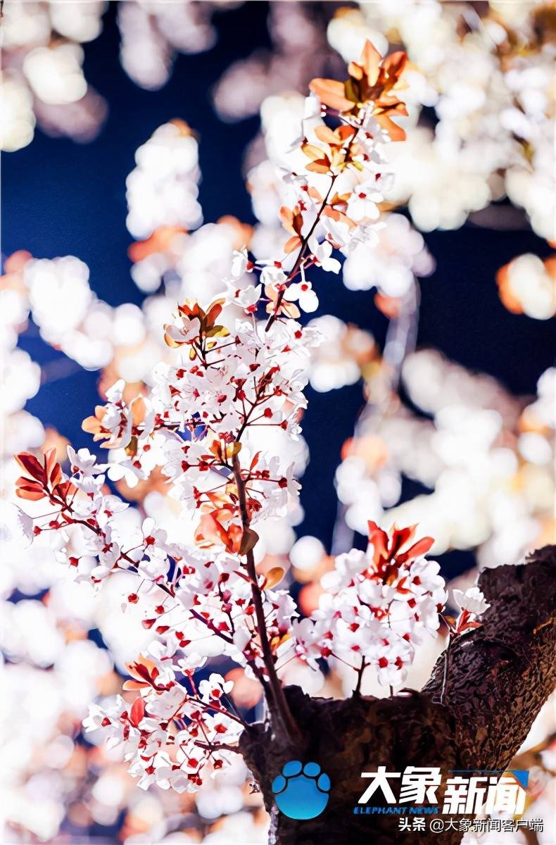 图集丨三月未央樱花摇曳郑州这条浪漫大道等你来