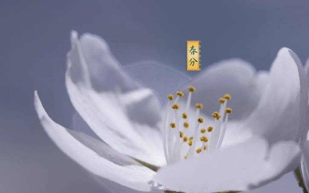 外语特色springequinox春分