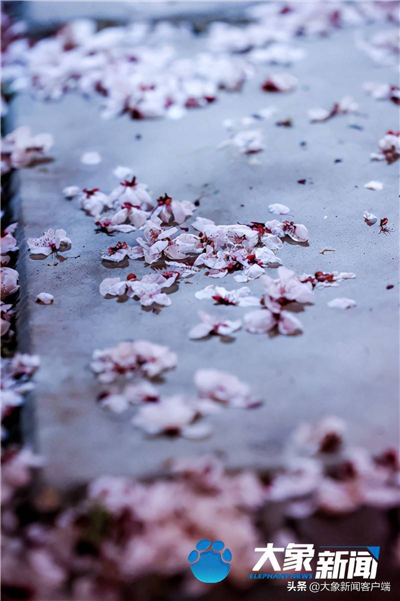图集丨三月未央樱花摇曳郑州这条浪漫大道等你来