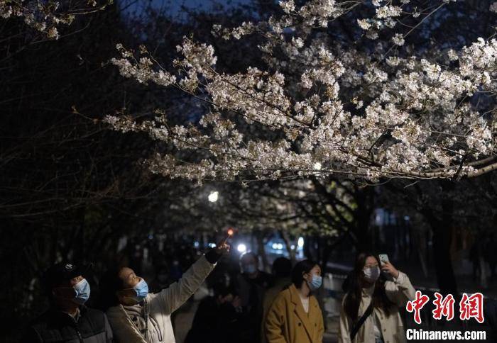 风味|南京街头夜樱烂漫