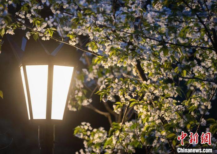 风味|南京街头夜樱烂漫