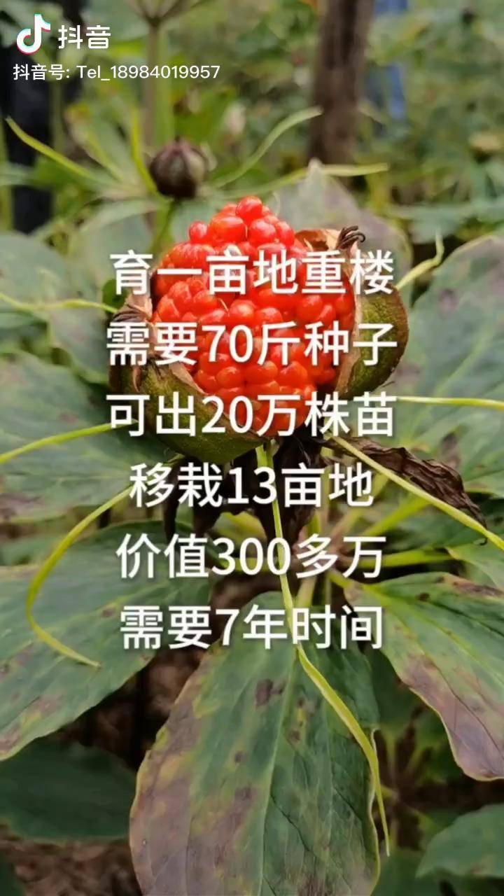 重楼滇重楼独角莲七叶一枝花重楼种子育一亩地重楼种子7年的价值抖音