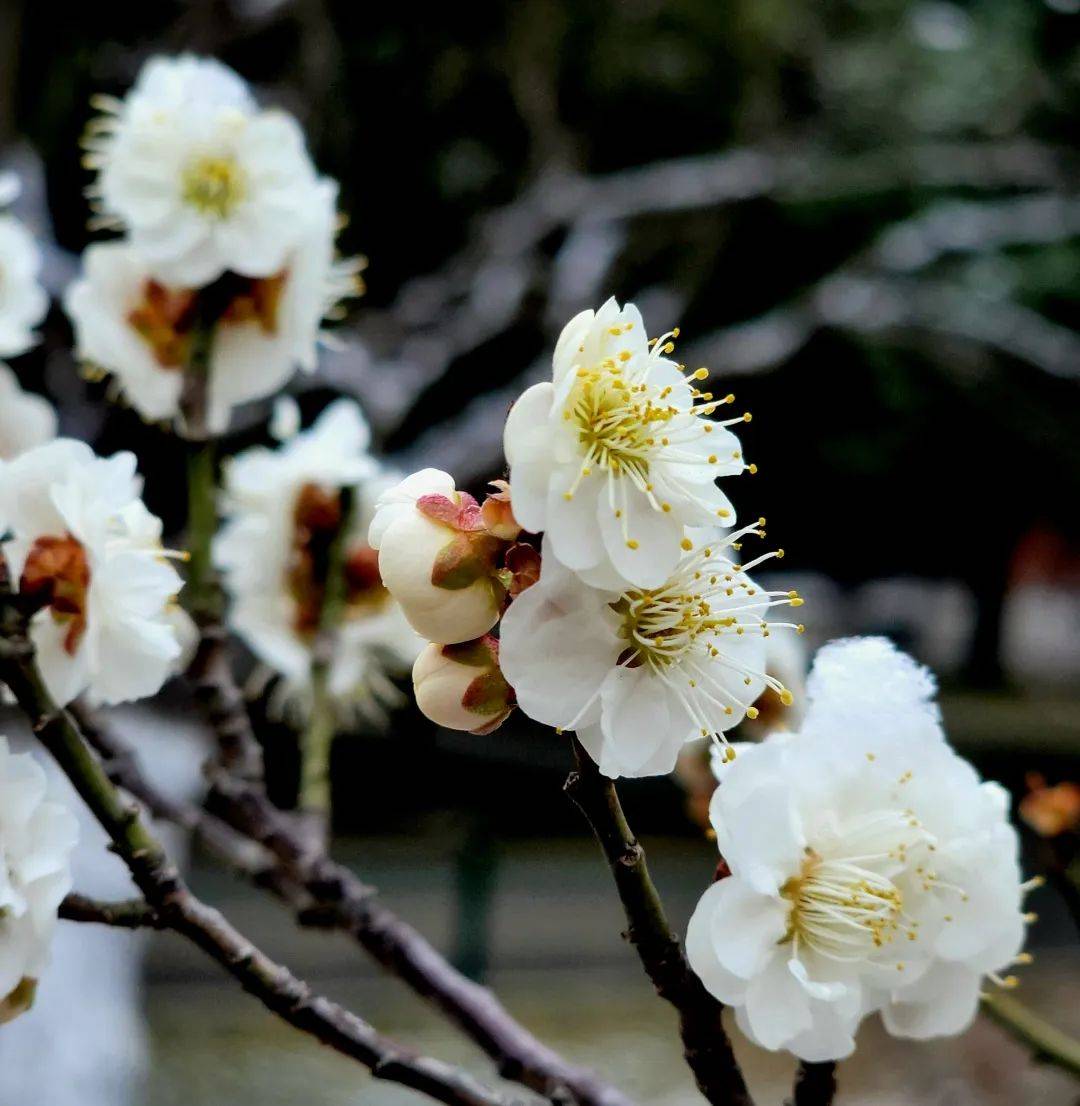 颐和园|春分花烂漫！北京市属公园这份赏花攻略请收好