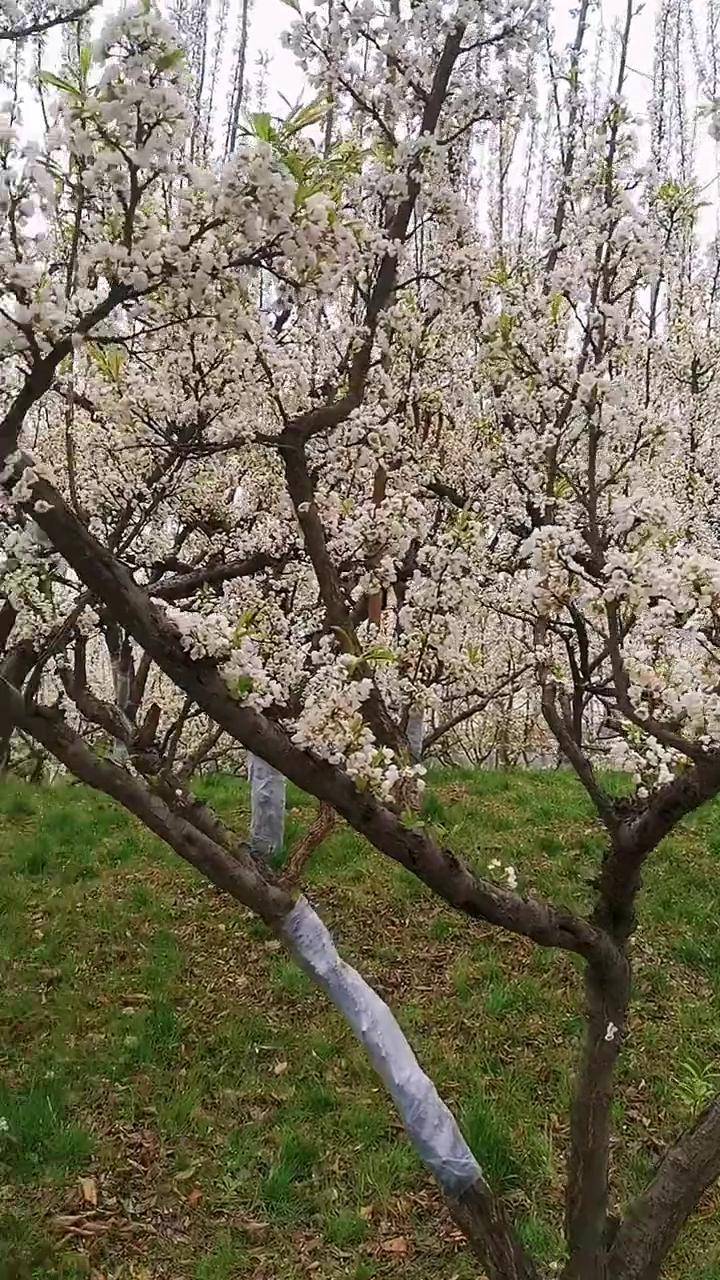 红李子树开花图片图片