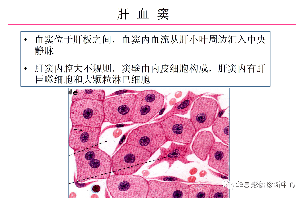 解剖|肝脏影像学与系统解剖