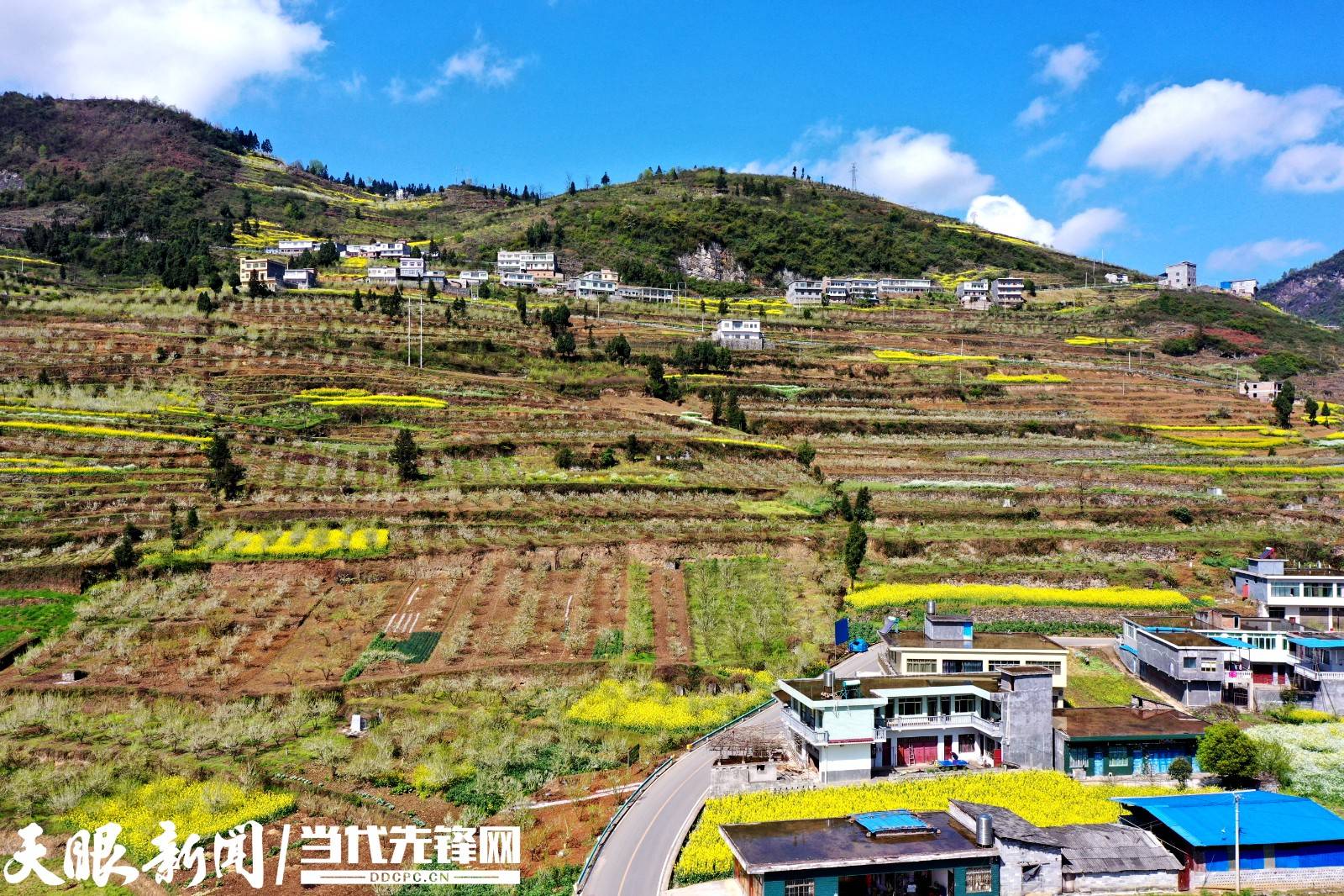 七星关区生机镇千亩李树花烂漫乡村振兴气象新