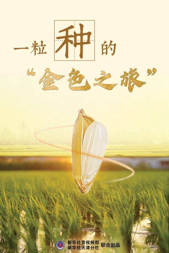 新华社|奋进新征程 建功新时代·伟大变革｜一粒种的“金色之旅”