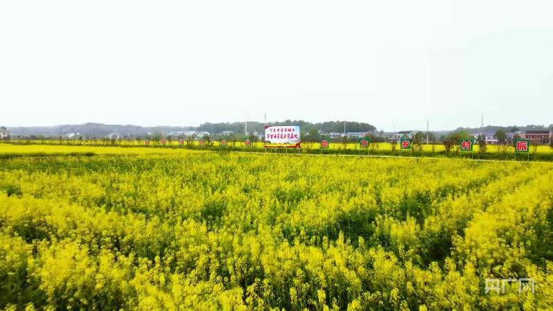 油菜花|湖南宁乡3000亩油菜花连成十里画廊