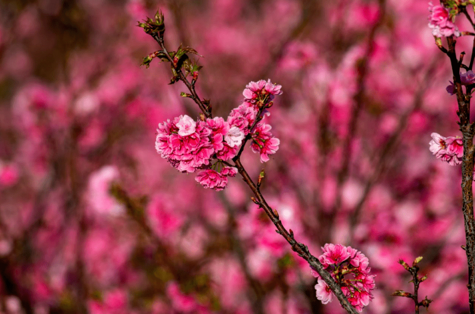 保山东山公园樱花图片