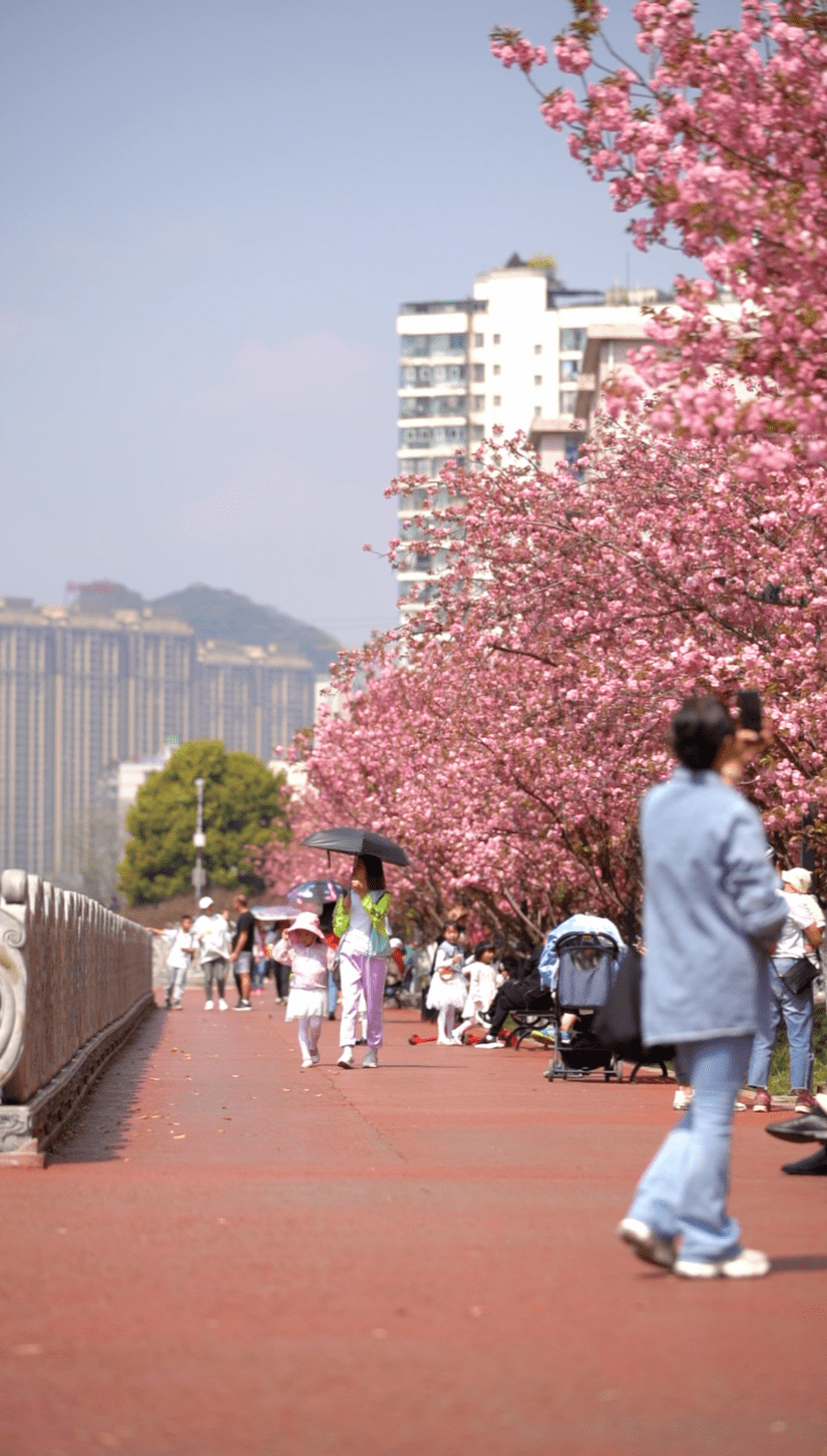 宠粉竖屏水城河边的樱花是迎接春天的浪漫仪式