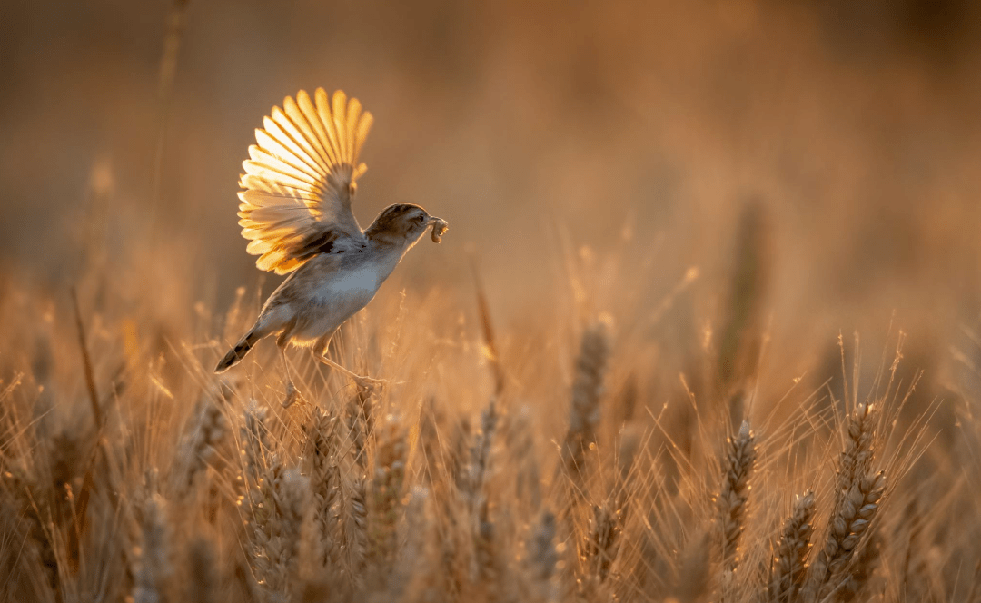 打鸟如何拍出清晰的飞鸟照片