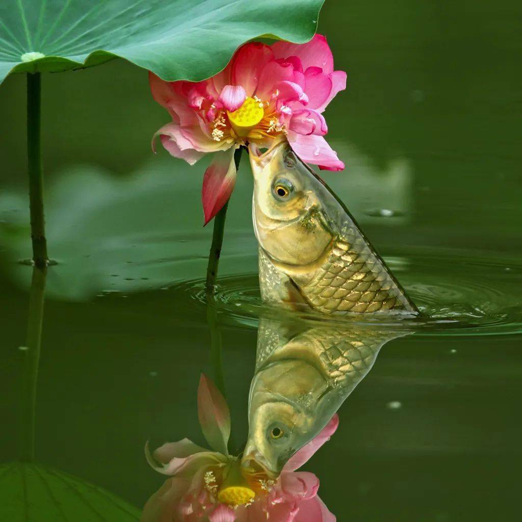 鲤鱼跳出水面图片