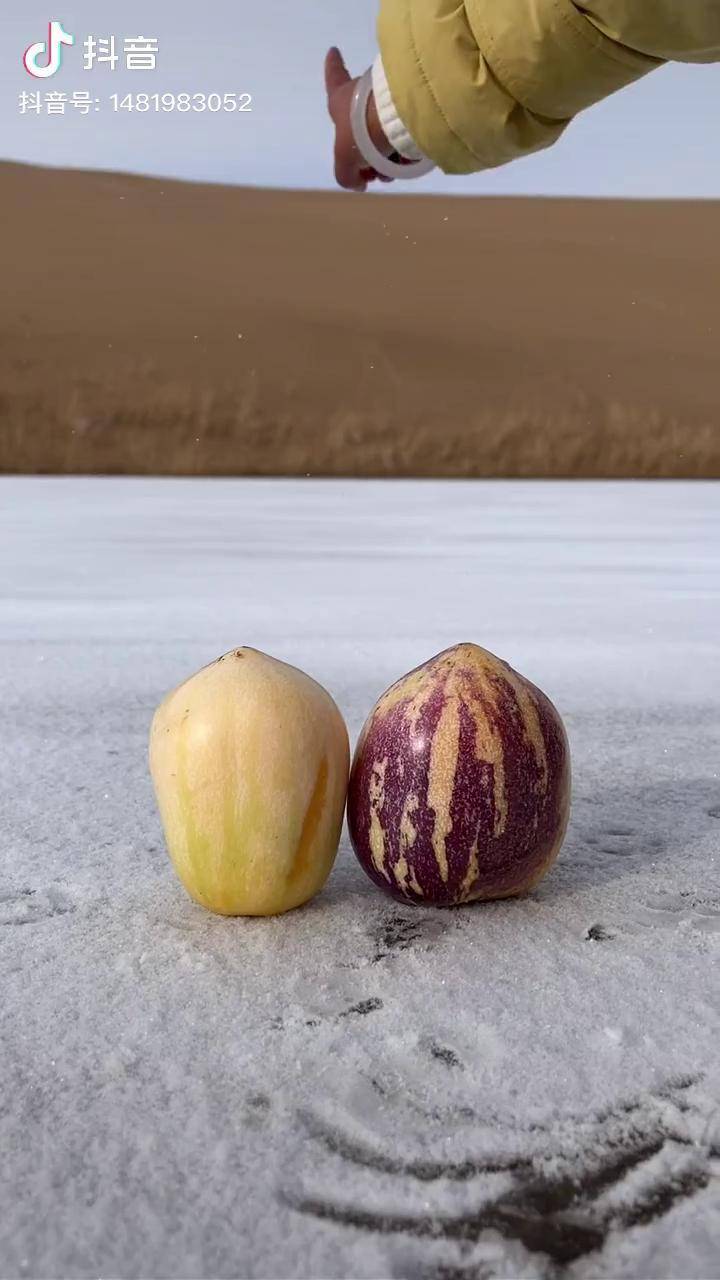 你们吃过这个水果吗人参果水果甘肃民勤人参果