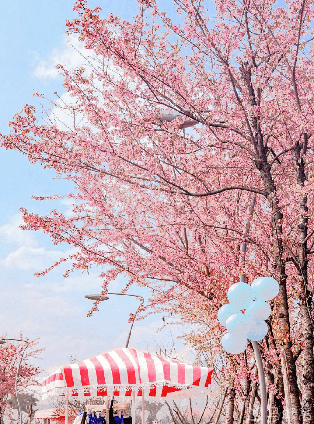 碧桃|「春日可赏花的市区免费营地」. rar