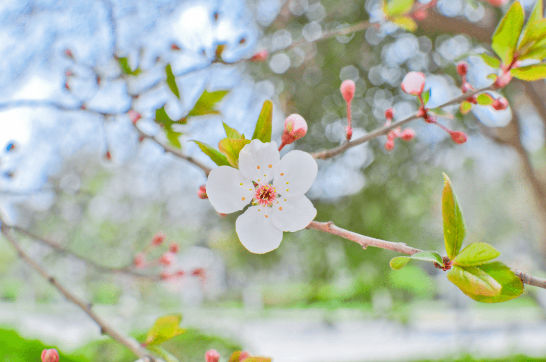 春天的春 来自搜狐网