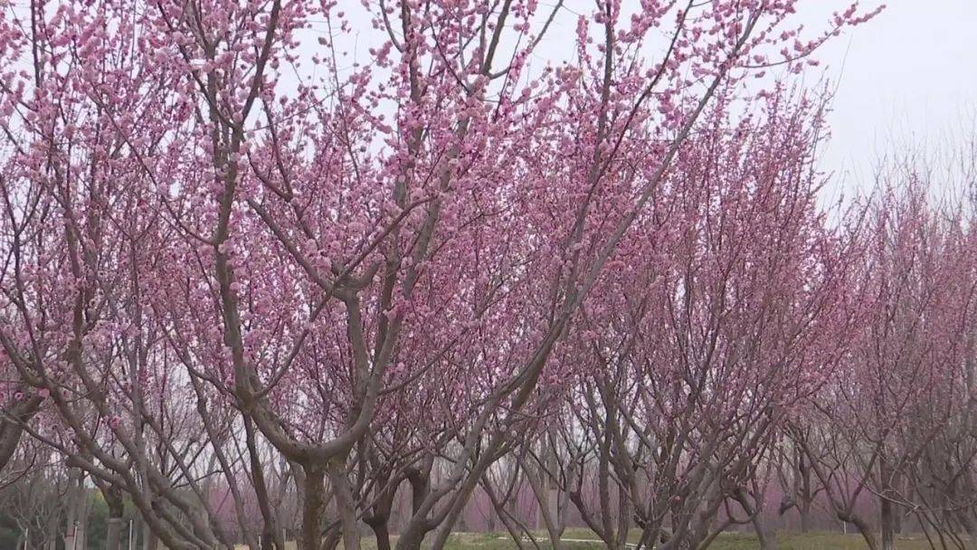 滹沱河生态区除了观赏梅花之外,位于子龙大桥附近的映秀山上,山桃花也