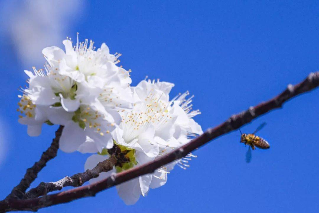 燕子|今日春分！春暖花开，这些关于春天的知识讲给孩子听吧