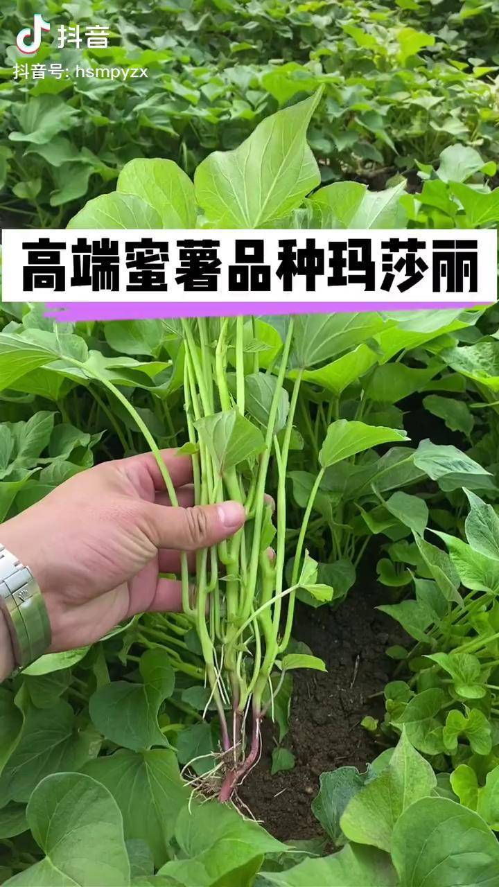 玛莎莉红薯苗高端蜜薯品种红皮黄心亩产5000斤左右糖化后甜度可达到60