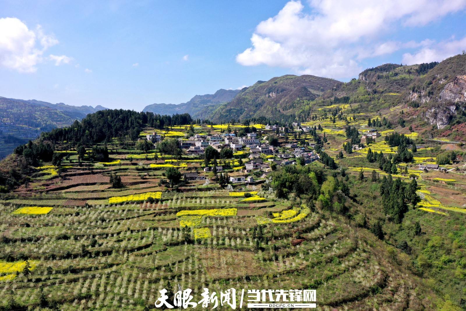 七星关区生机镇千亩李树花烂漫乡村振兴气象新