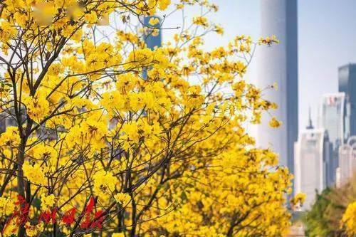 位於磨碟沙公園內步入2月每一簇黃色都有種暖融融的感覺團團黃花錦簇