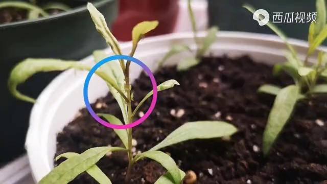 虫害多教你两种自制杀虫剂环保无污染喷一次蔬菜特干净