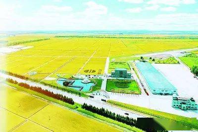 黑龙江八五四农场有限公司金色的稻田与蓝天白云交相辉映.