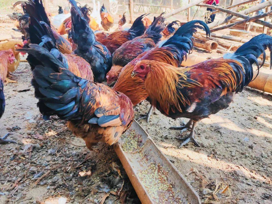 西盟探索乡村振兴新鸡遇阔步走向幸福路