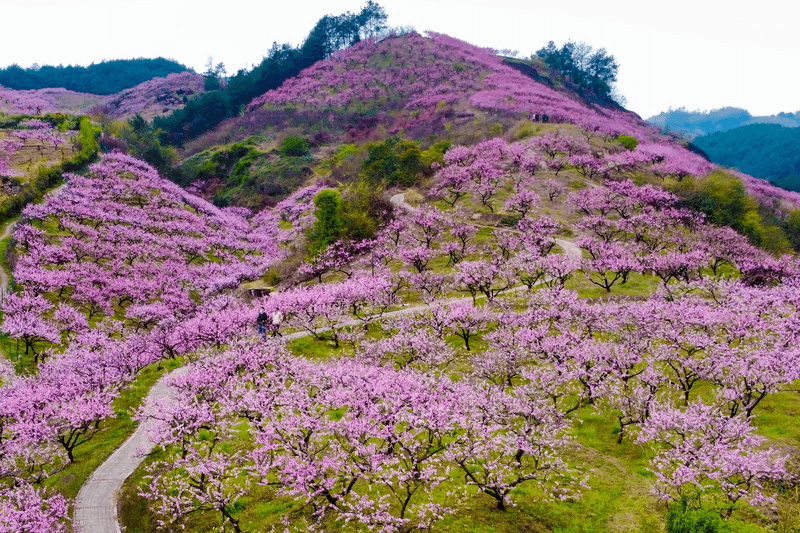 美丽上溪十里桃花坞漫山遍野桃花开