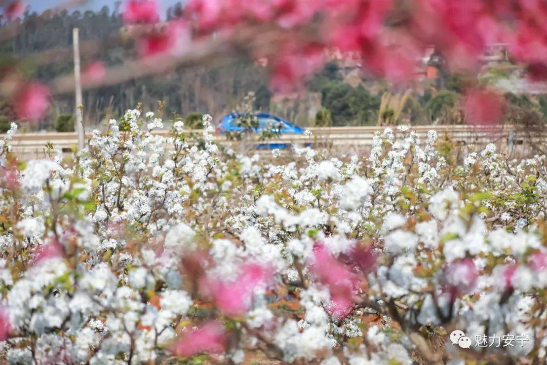 到达|在阳春三月里邂逅梨花盛开