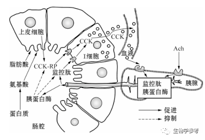 例1 : 胰腺的分泌功能受多种因素共同控制.