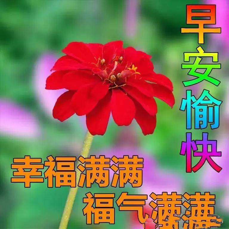 66個早上好問候鮮花圖_圖片_來源_玫瑰