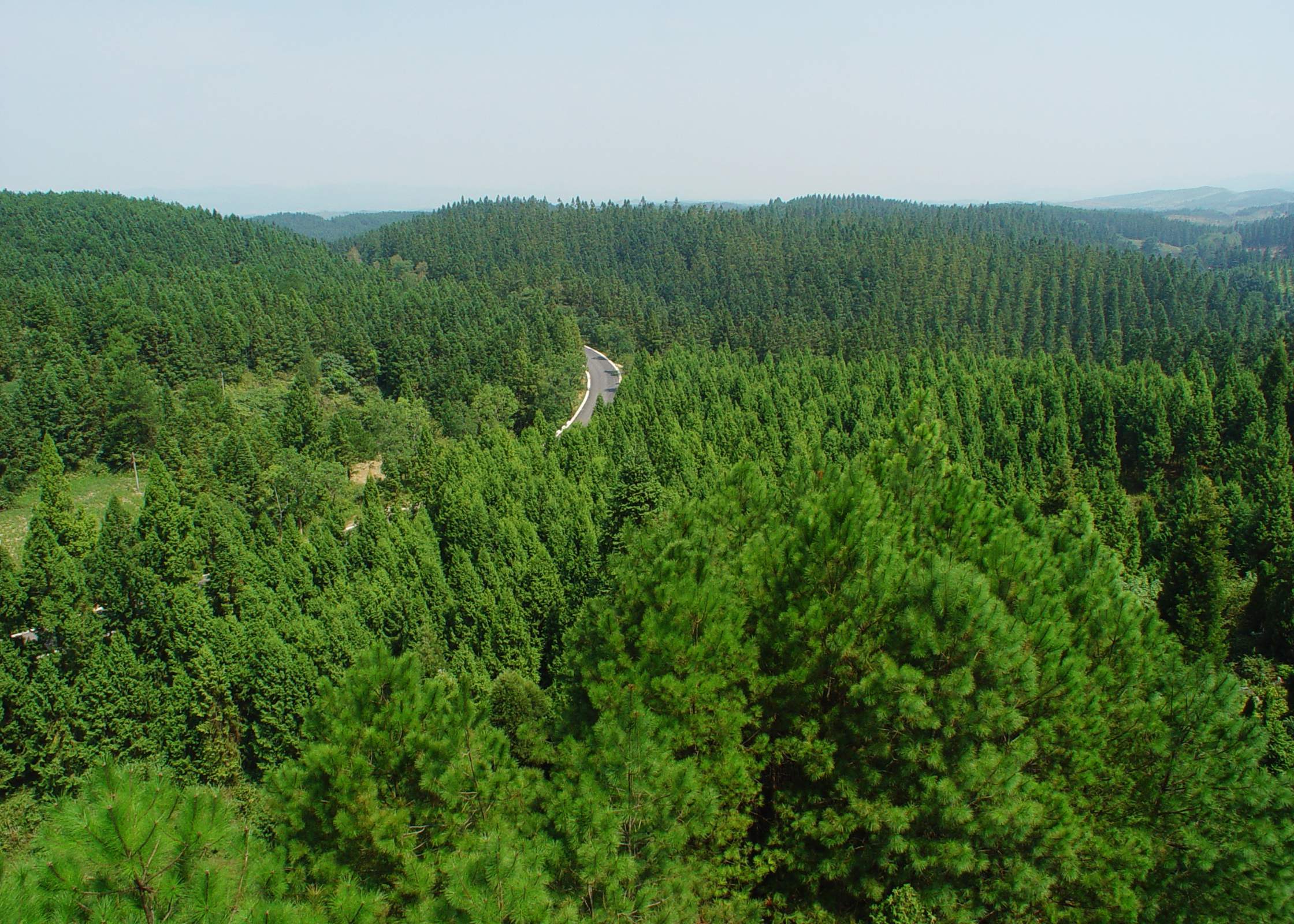 黎平:推进林种结构优化调整 助力乡村振兴_森林_面积_经济林