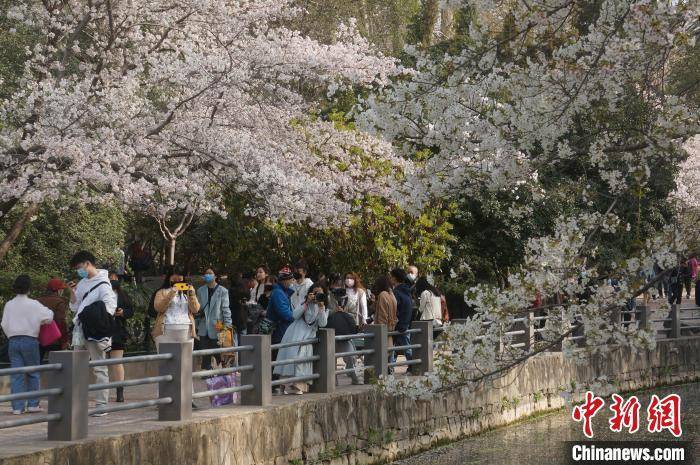 市民|郑州：樱花盛开市民赏樱踏春