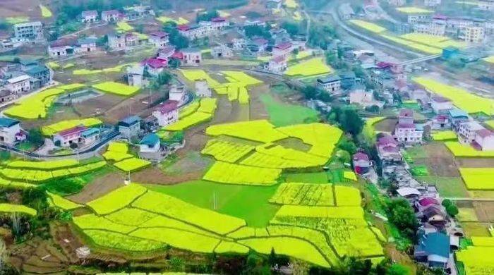 建始县长梁镇第四届梨花节盛大开启!_梨园_大赛_参赛