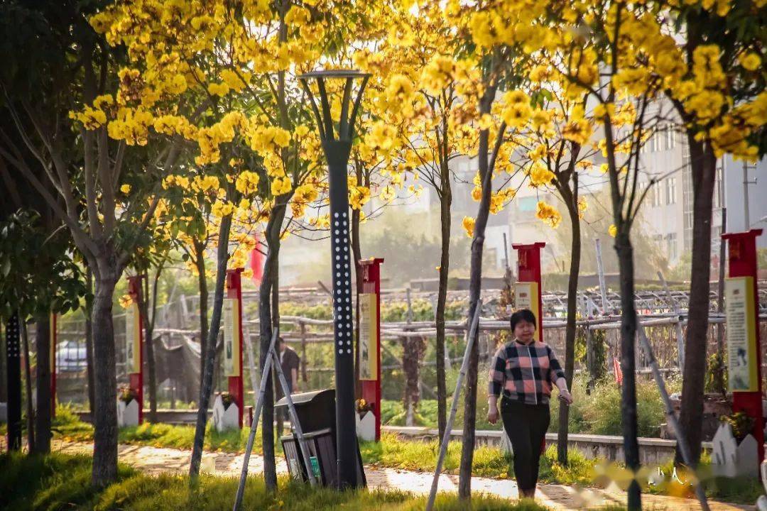 蓬中村满城尽带黄金甲德居里公园大自然的慰藉