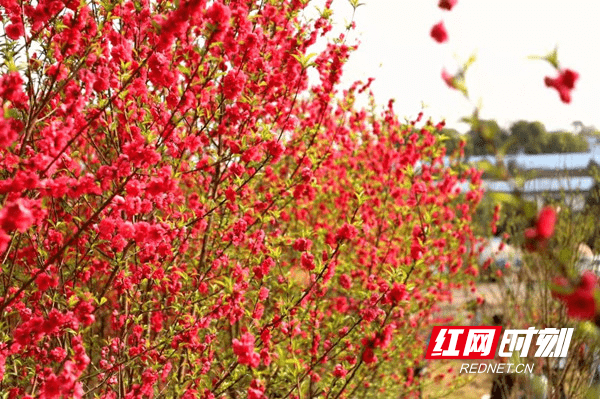 贷款|祁阳农商银行：福祥E贷“贷”来桃花艳